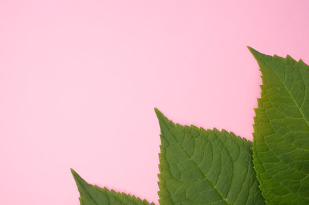 A top view of green leaves isolated on a pink background with space for text