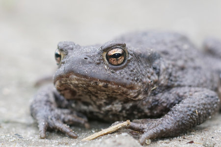 Frontal closeup of a female of the European common toad, Bufo bufo in the gardenの写真素材