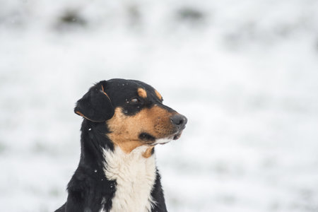 A closeup shot of a cute dog on a snowy fieldの写真素材