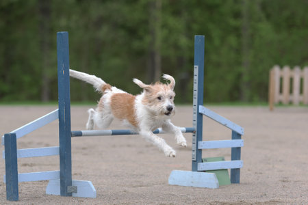 A closeup view of a cute dog jumping over the metal fences while training on a sunny dayの写真素材