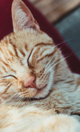 A low angle shot of a cute redhead cat on a blurry backgroundの写真素材