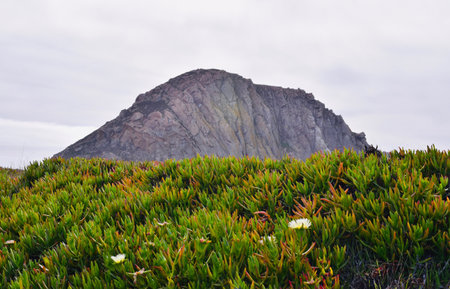 The Morro Bay Rock against the cloudy sky in California with plants in the foregroundの写真素材