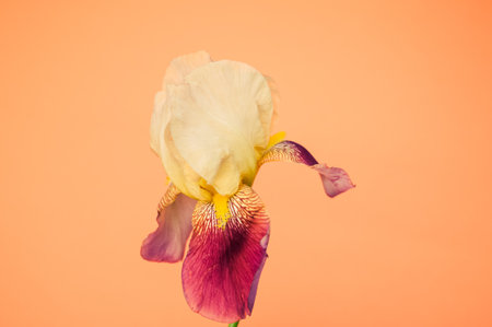 A closeup of a white iris flower with copy space isolated on an orange backgroundの写真素材