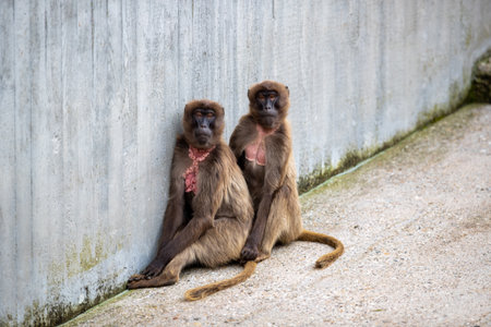 A couple of monkeys sitting under the wallの写真素材