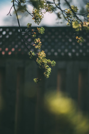 A blooming tree branch in a garden under the sunlightの写真素材