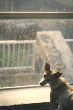 A vertical shot of a dog looking out the window on a rainy day