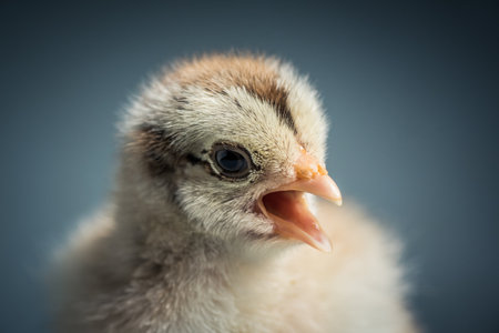 A close-up shot of small cute baby duck with an open beakの写真素材