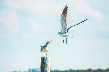 A close-up shot of two large white-headed gulls looking at each otherの写真素材