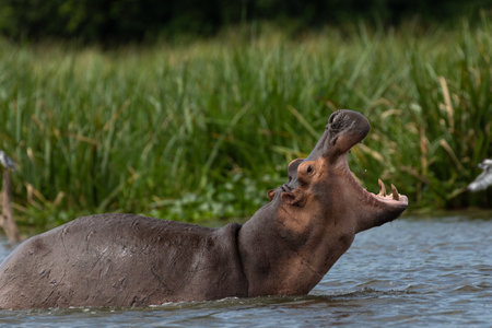 A side view of a hippopotamus with an open mouth, Murchison Falls National Park Uganda, Nile, Africa