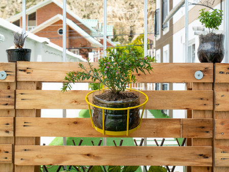 False, Mexican, Hawaiian Heather or Elfin Herb (Cuphea hyssopifolia), the  Plant is in the Yellow Pot Hanging the Wooden Pallet Backgroundの写真素材