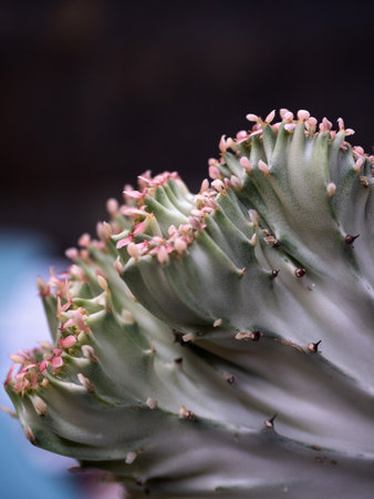 A selective focus of an euphorbia lactea cactusの写真素材
