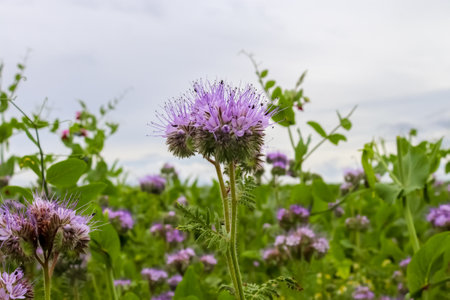 A closeup shot of beautiful purple fiddleneck flowers on the sky backgroundの写真素材