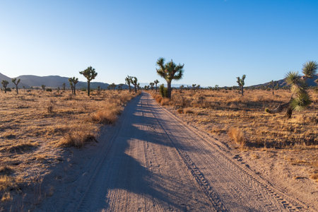A closeup shot of landscape at Joshua Tree National Parkの写真素材
