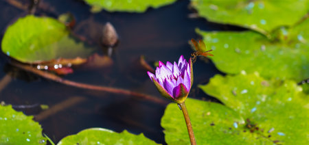 A closeup of blooming purple water lily on background of a pond