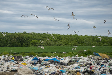 A large flock of seagulls and storks looking for food in the trashの写真素材