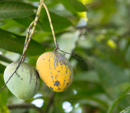 A closeup shot of yellow and green mangoes on the tree
