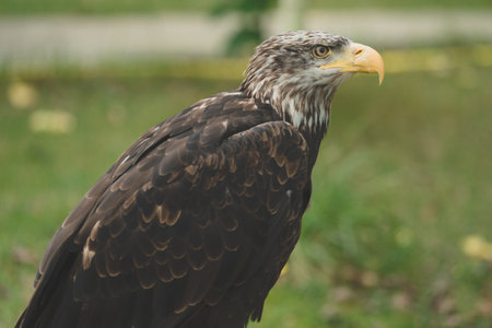 Young bald eagle portrait. American eagleの写真素材