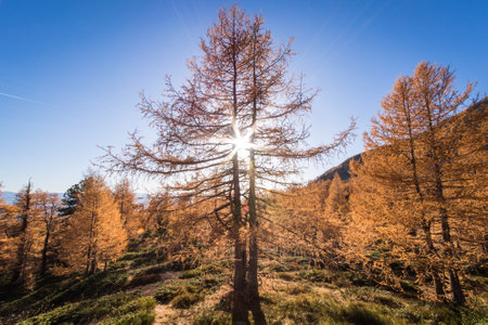 Autumn impression from the austrian mountains on a sunny and beautiful day.の写真素材