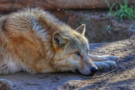 A wolf lying on the ground