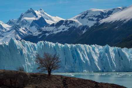 tree against Perito Moreno glacier with mountains Cerro dos picos at Los glaciares national park, patagonia, Argentinaの写真素材