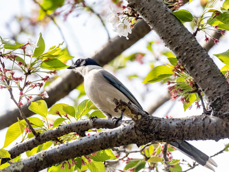 A low-angle shot of an Azure-winged magpie, Cyanopica cyanus, perched on a tree branchの写真素材
