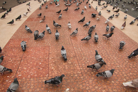 many birds on red floor in freedomの写真素材
