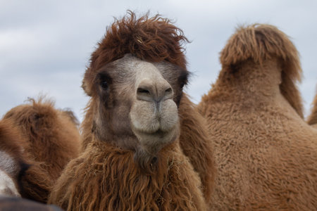 A selective focus shot of the brown furry camel