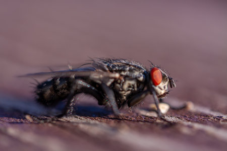 A selective focus macro shot of a black fly on a purple background