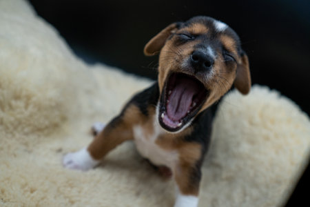 A closeup shot of a little Jack Russell Terrier on the bedの写真素材