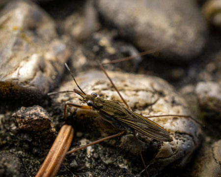 A macro shot of an insect on rocksの写真素材
