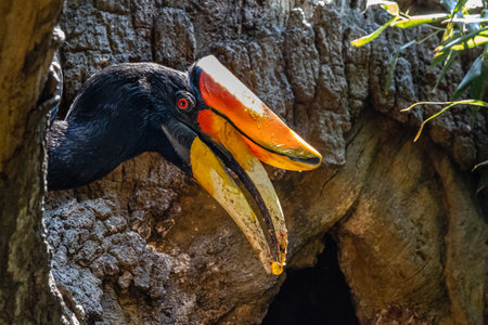 A vertical shot of a beautiful hornbill with a long beak on the forestの写真素材