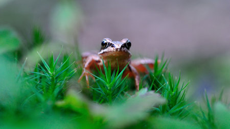 young tiny little Agile frog (rana dalmatina) with big eyes and green mossの写真素材