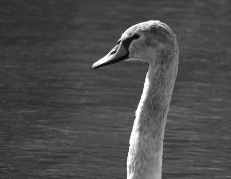 A grayscale closeup shot of a juvenile mute swan with a lake in the backgroundの写真素材