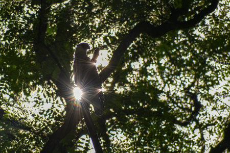Southern Caracara (Caracara plancus) perched in a tree, seen in City of Buenos Aires, Argentinaの写真素材