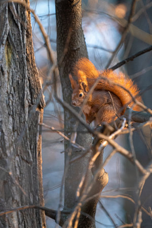A vertical shot of a fluffy squirrel on the tree in the forestの写真素材