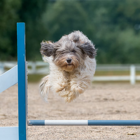 A Schapendoes dog jumping over an agility hurdle