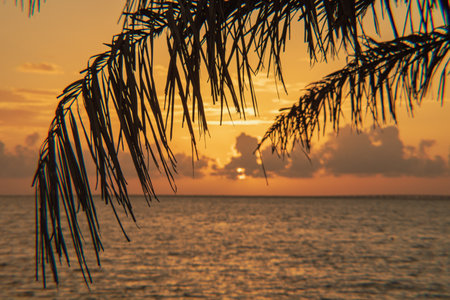 A selective focus shot of a tree by the ocean captured at sunset in Tampa Bay, Florida, USA