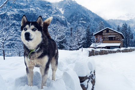 A closeup of a cute Syberian husky in the snowの写真素材
