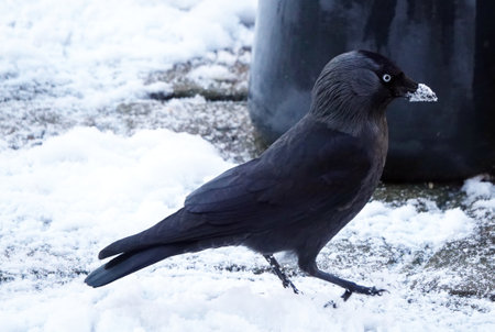 A closeup shot of a blackbirdの写真素材