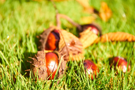 Opened horse chestnut (Aesculus) shell on the ground in green grass.の写真素材