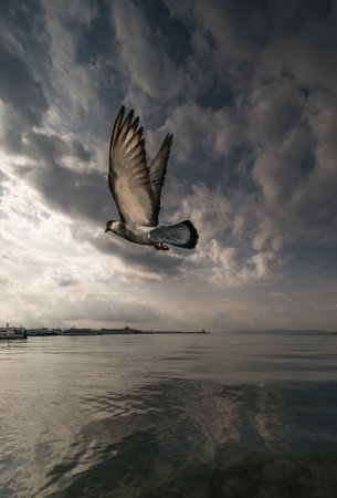 A closeup of a dove flying over the ocean - dramatic viewの写真素材
