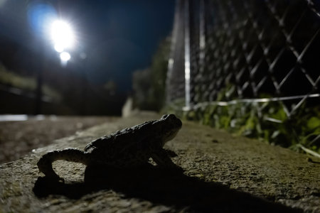 Stock photo of isolated small frog in the road at night.の写真素材