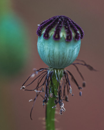 A closeup shot of a poppy capsule on a blurred backgroundの写真素材