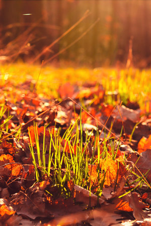 A closeup view of grass growing in a field under golden beams of sunlight at fall-vertical shotの写真素材
