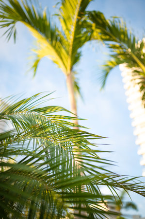 A vertical shot of green palm tree leaves on a blurred backgroundの写真素材