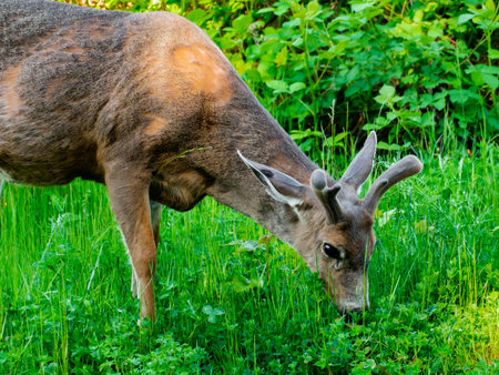 A beautiful deer grazing in a field