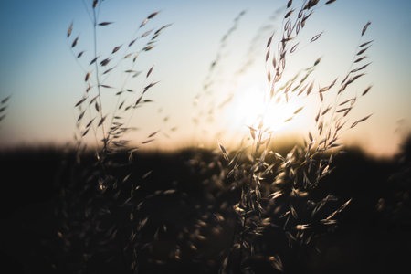 A selective focus shot of spikelets in a sunny fieldの写真素材