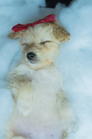 A vertical shot of little sleeping white dog with a bow on her headの写真素材