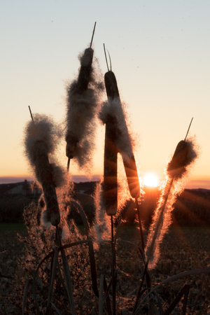 The bulrush seed heads at sunset with the sun in the background. Zamora. Spain.の写真素材