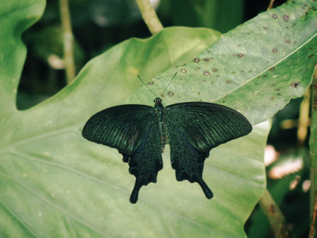 A macro shot of a butterfly sailboat on green leaf in a gardenの写真素材